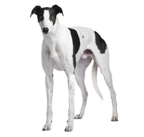 Greyhound Dog Breed Information Purina